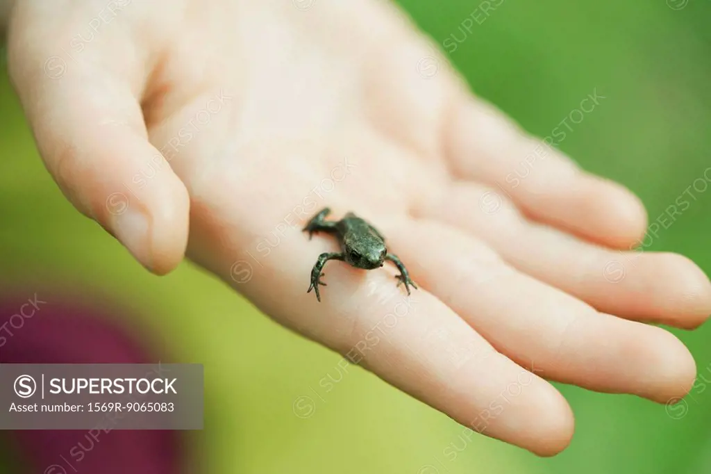 Tiny Gardiner´s frog Sooglossus gardineri on person´s palm