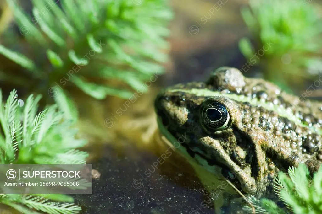 Natterjack toad swimming among parrotfeather plants
