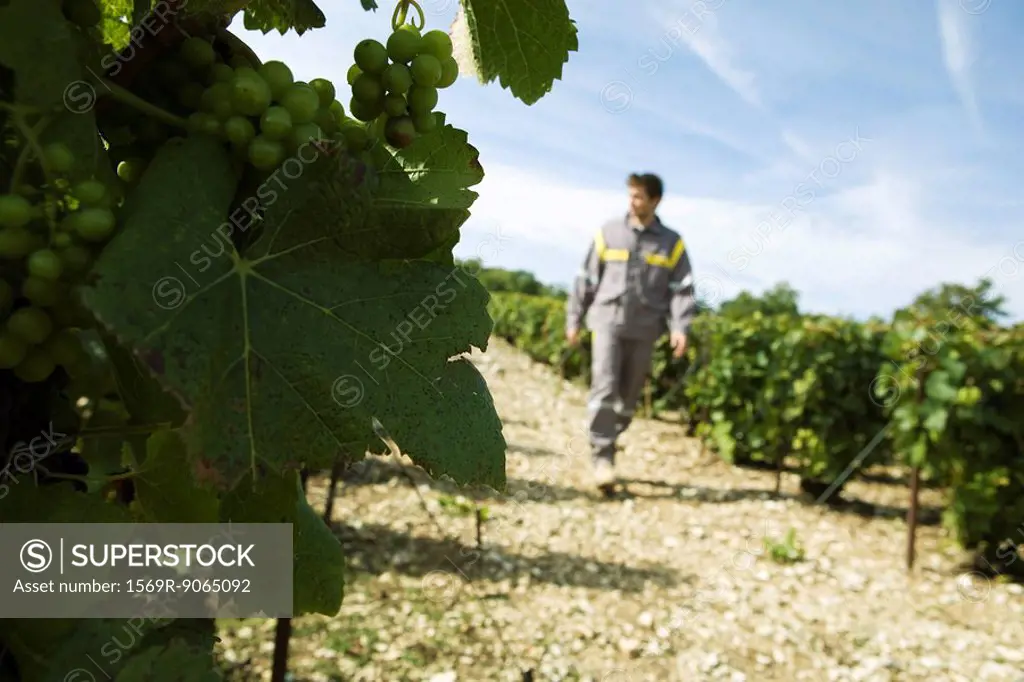 France, Champagne-Ardenne, Aube, white grapes on vine, man walking along vineyard path in background