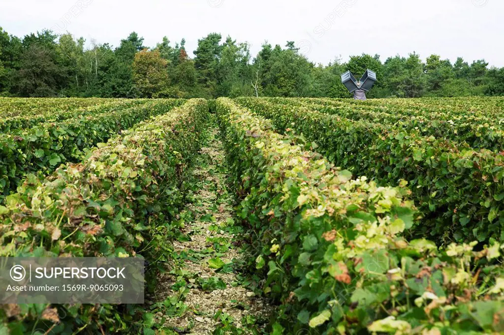 France, Champagne-Ardenne, Aube, rows of grapevine in vineyard