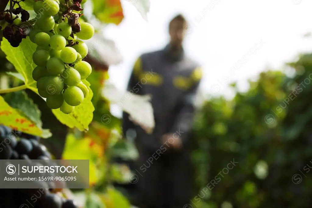 France, Champagne-Ardenne, Aube, grapes growing on vine, close-up