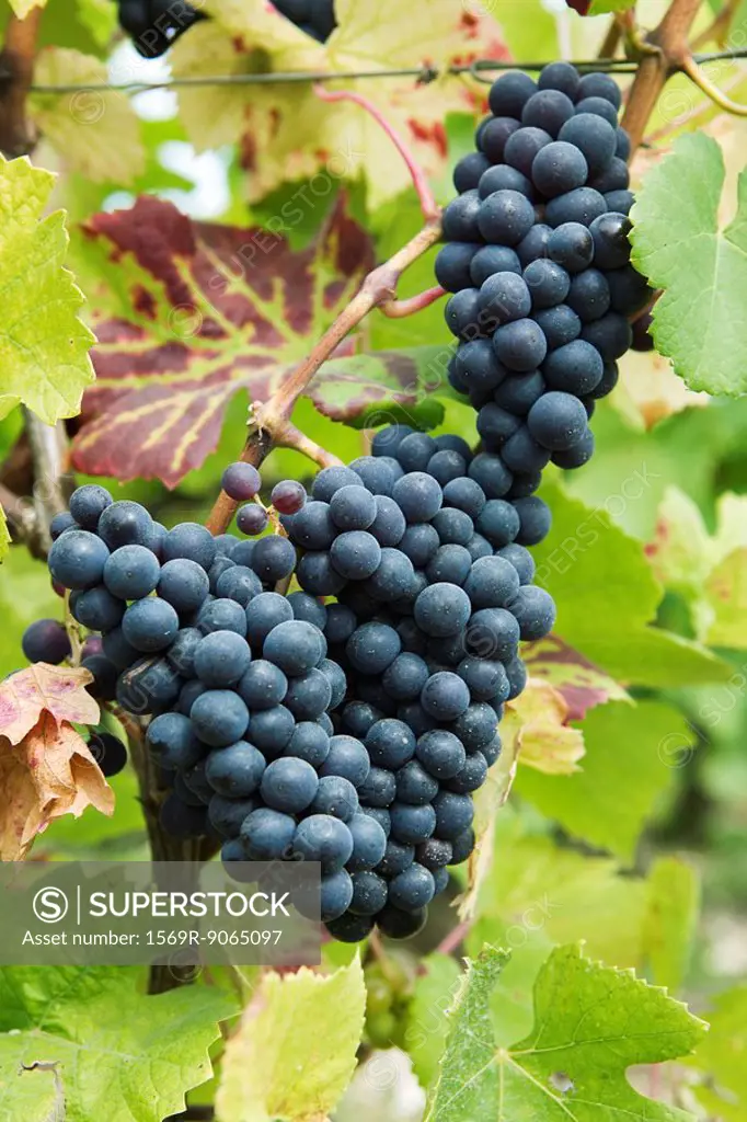Heavy bunches of black grapes on vine, close-up