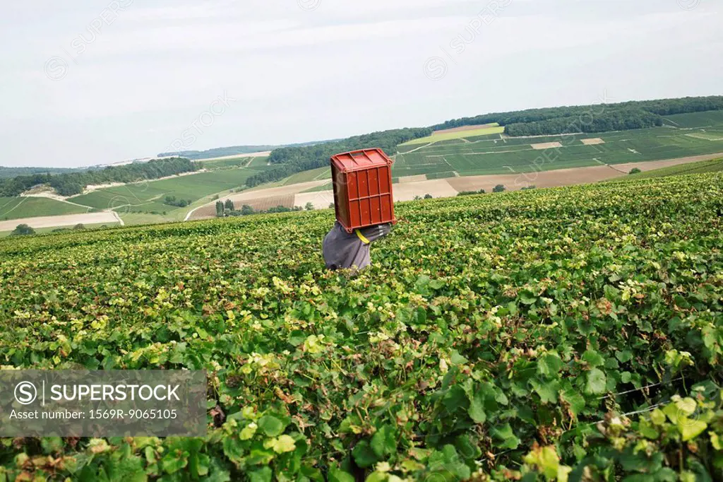 France, Champagne-Ardenne, Aube, wine harvester carrying bin in vineyard