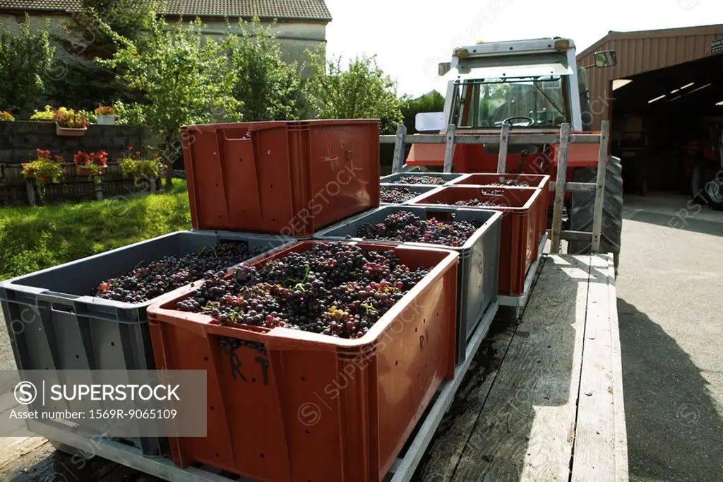 France, Champagne-Ardenne, Aube, bins full of grapes on trailer bed