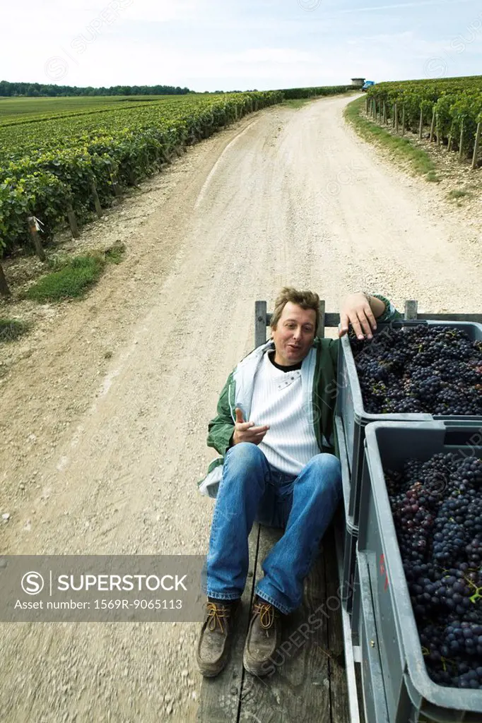 France, Champagne-Ardenne, Aube, man sitting beside bins of grapes on truck bed, riding along dirt road through vineyard