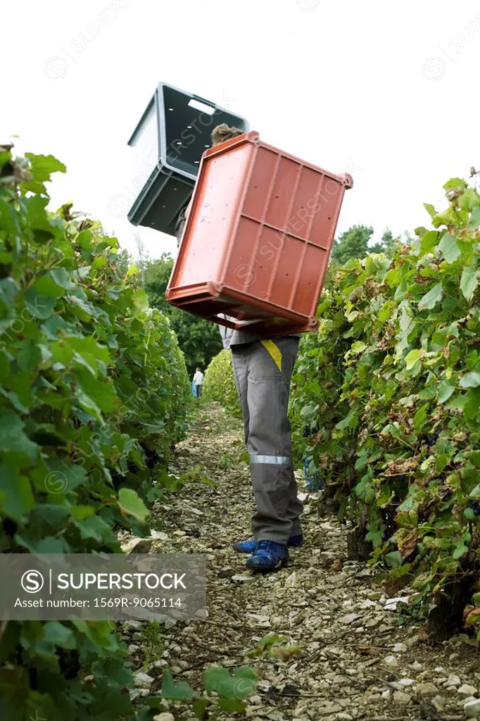 France, Champagne-Ardenne, Aube, wine harvester carrying large bins in vineyard