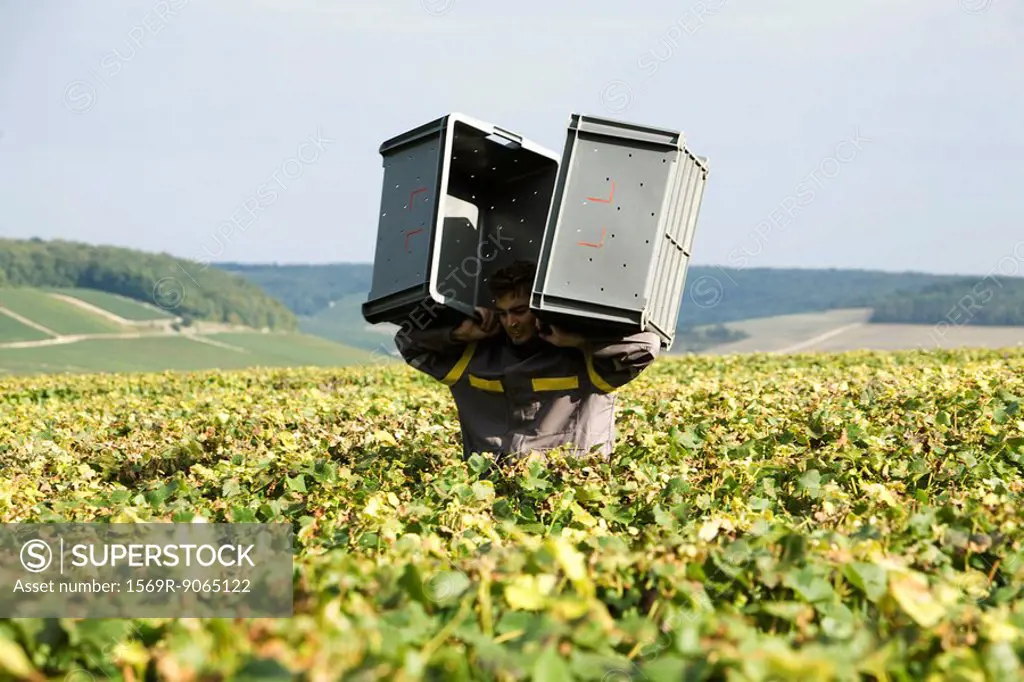 France, Champagne-Ardenne, Aube, man carrying plastic bins through vineyard