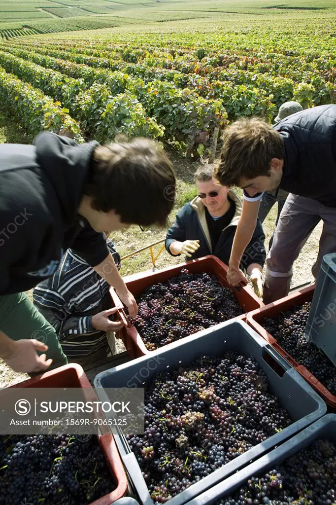 France, Champagne-Ardenne, Aube, workers loading bins of grapes in vineyard, high angle view