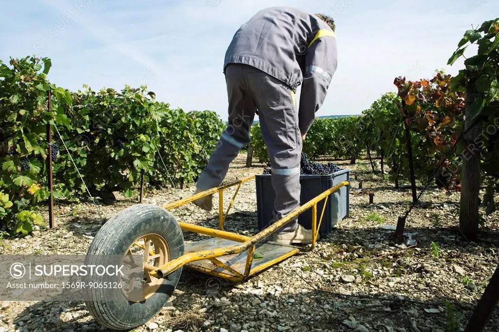 France, Champagne-Ardenne, Aube, vineyard worker putting grapes in plastic bin, wheelbarrow in foreground