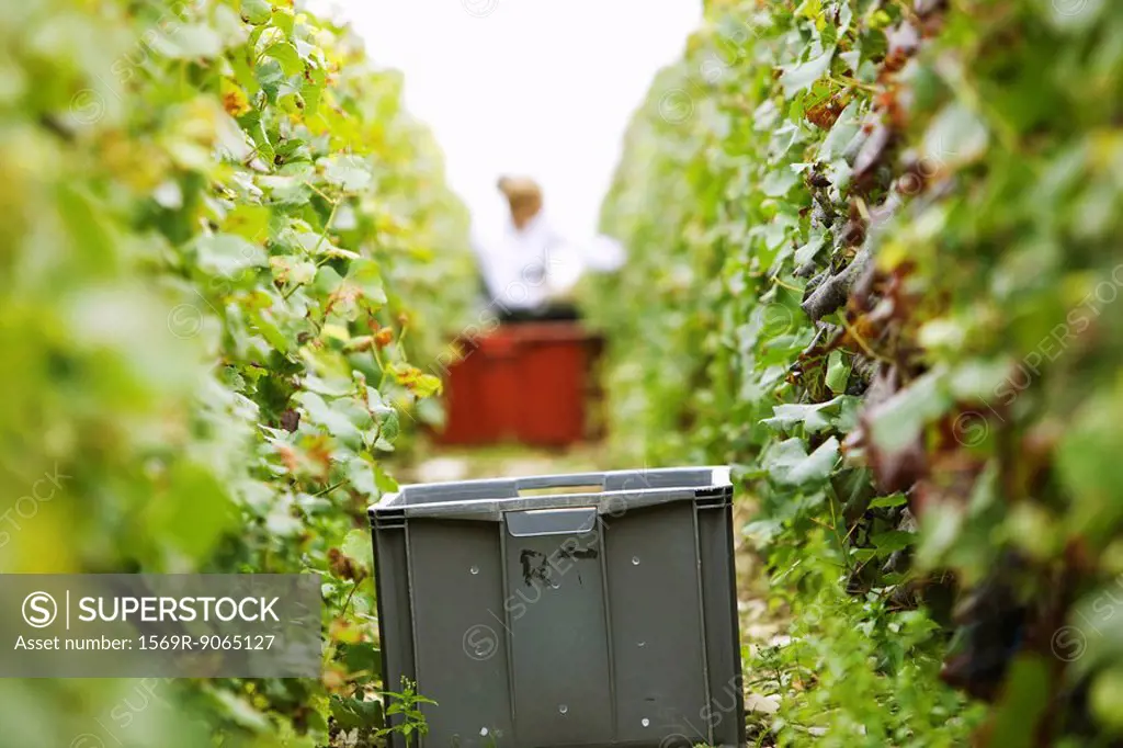France, Champagne-Ardenne, Aube, plastic bin between two rows of grapevines in vineyard