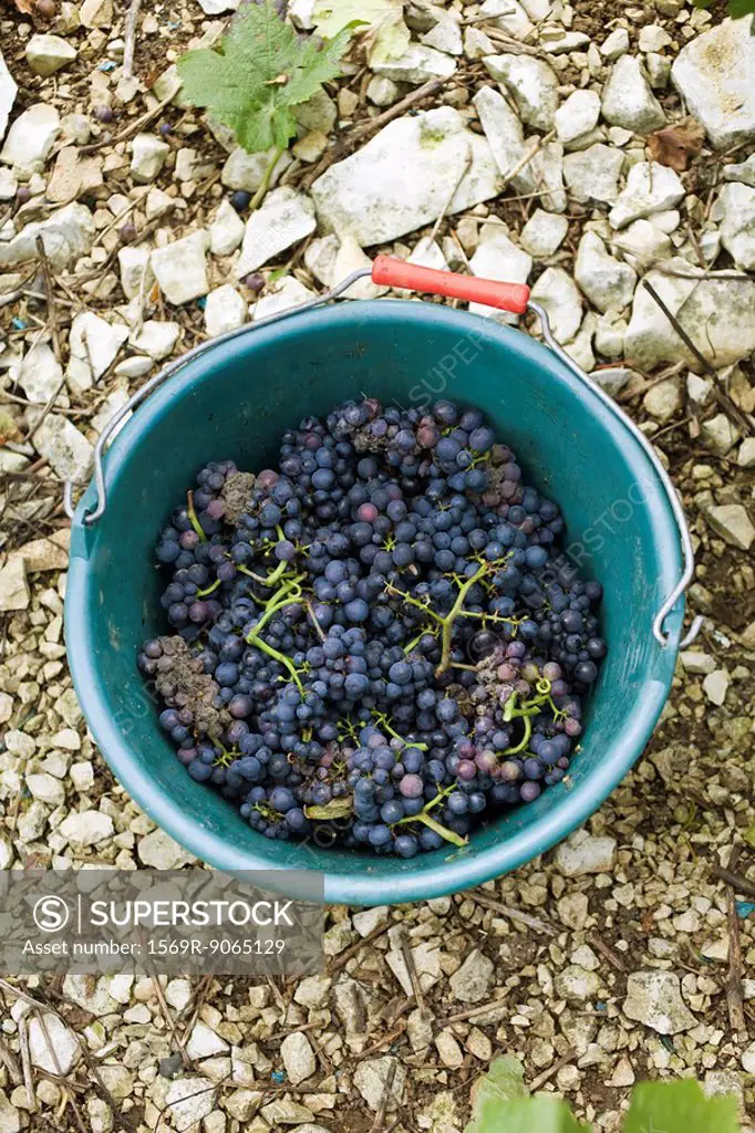 Grapes in plastic bucket, high angle view