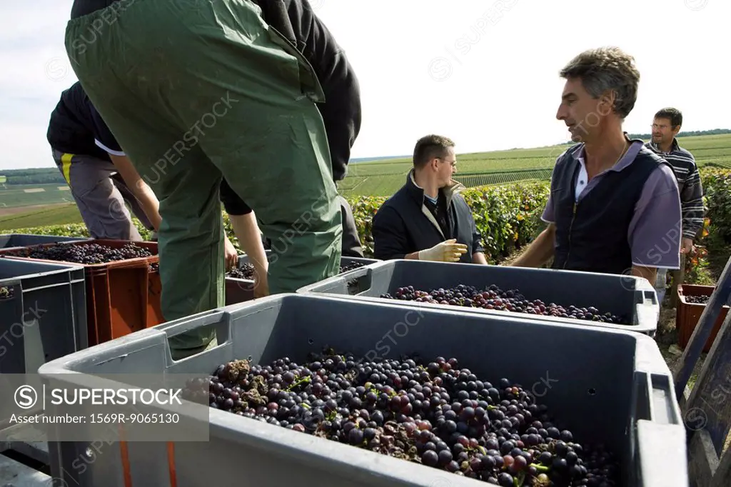 France, Champagne-Ardenne, Aube, wine harvesters loading bins of grapes in vineyard