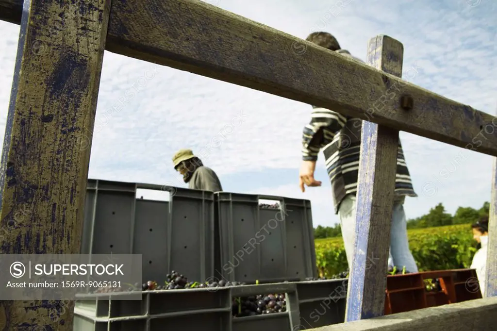 France, Champagne-Ardenne, Aube, workers loading crates full of grapes on truck