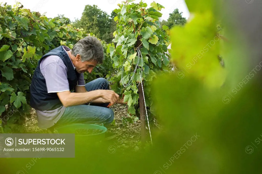 France, Champagne-Ardenne, Aube, worker picking grapes in vineyard