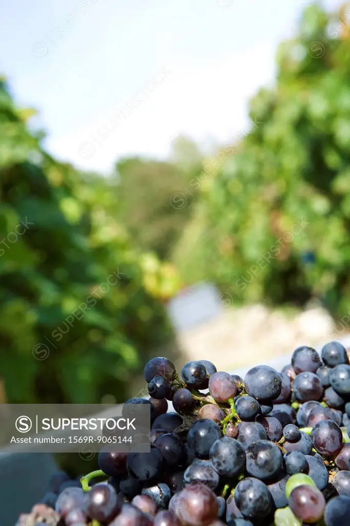 Black grapes freshly harvested
