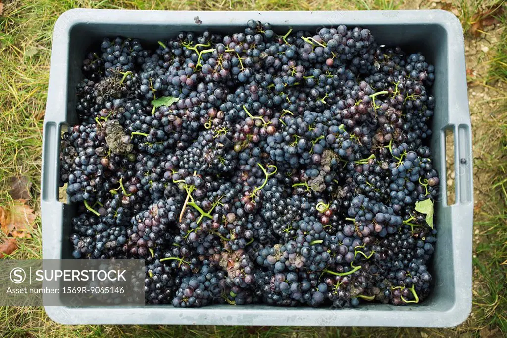 Black grapes in plastic bin