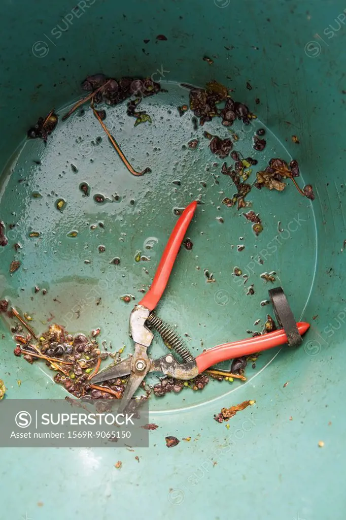 Pruning shears in bottom of dirty bucket
