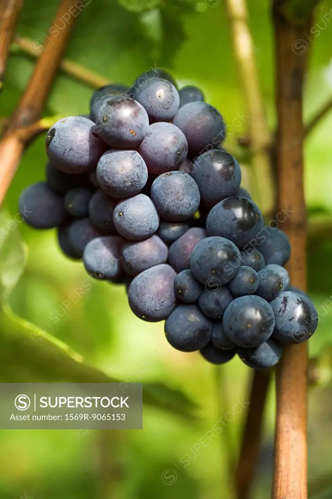Black grapes growing on vine