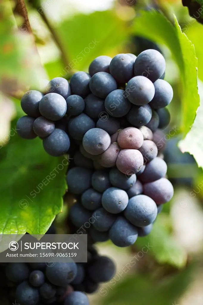 Black grapes growing on vine