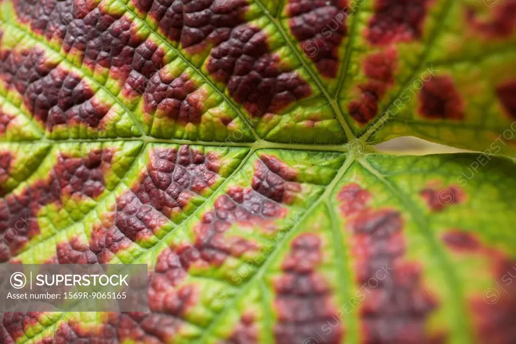 Grape leaf, extreme close-up