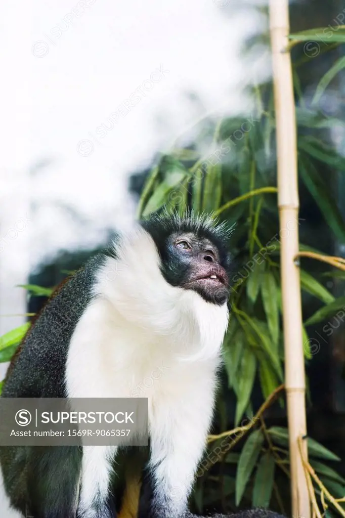 Diana Monkey Cercopithecus diana