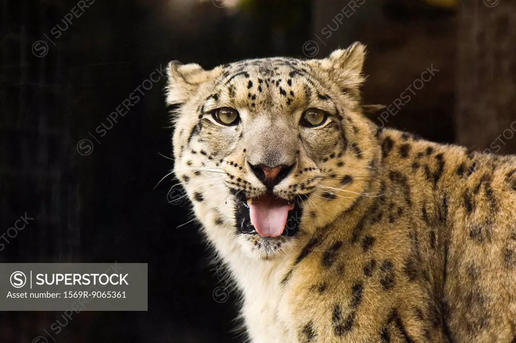 Leopard Panthera pardus