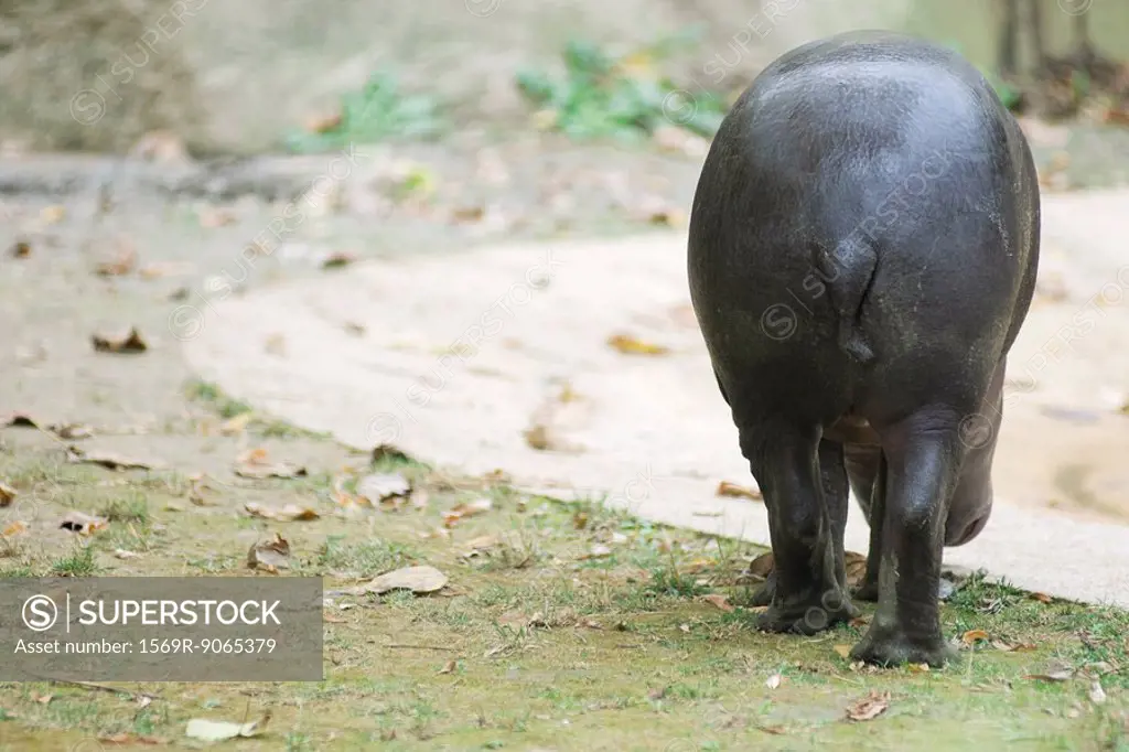 Hippopotamus Hippopotamus amphibius, rear view