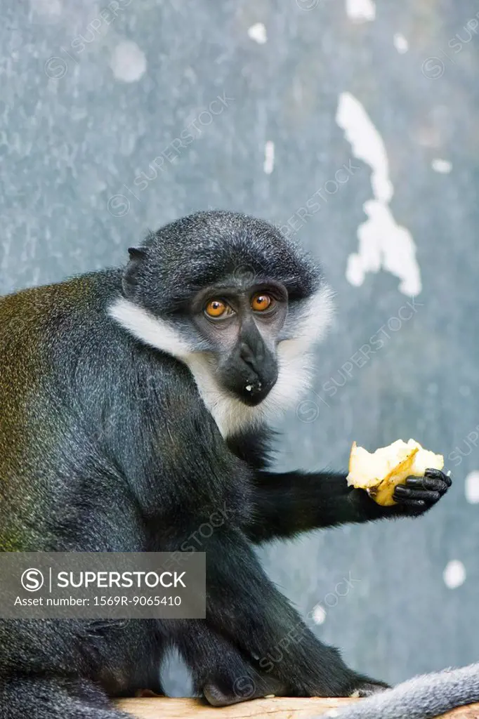 Diana Monkey Cercopithecus diana, eating fruit