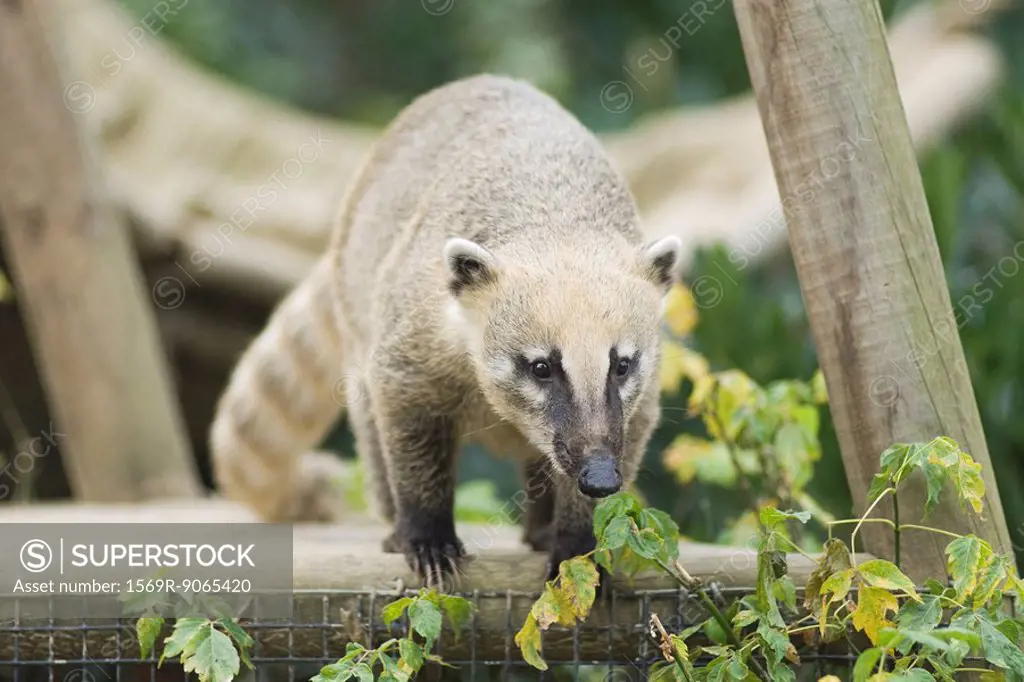 Coati on top of fence looking down
