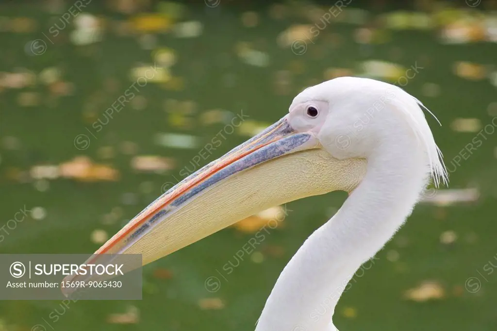 Pelican Pelecanus
