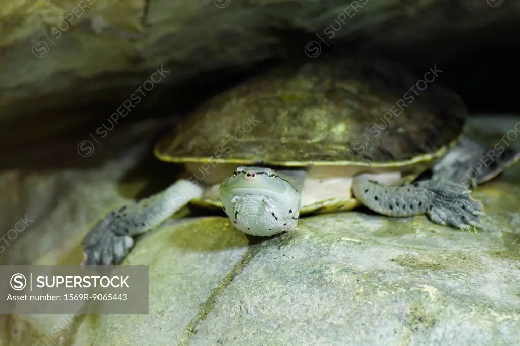 Hilaire´s Side-neck Turtle on rock