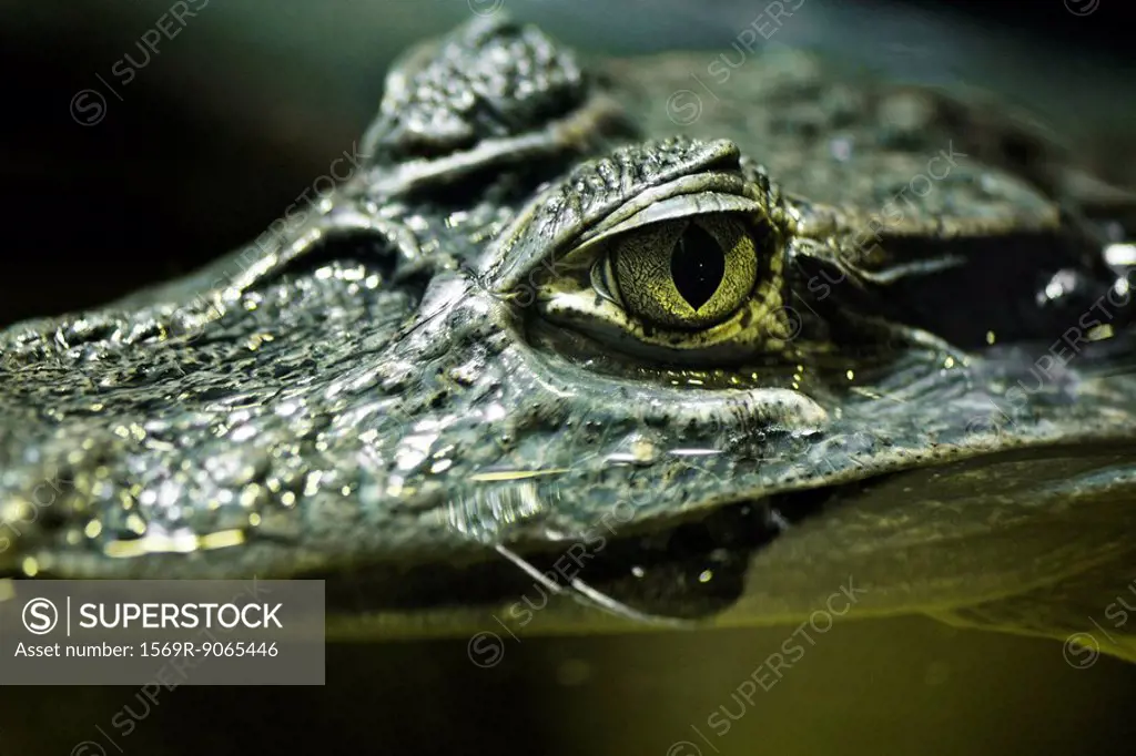 Caiman Crocodilus yacare