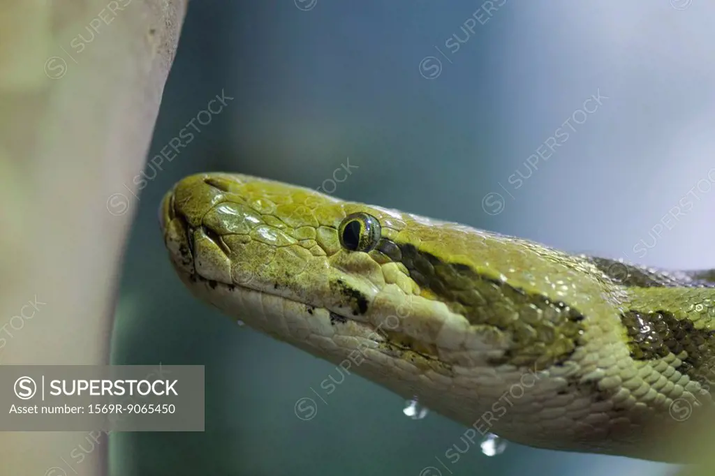 Burmese Python Python molurus bivittatus
