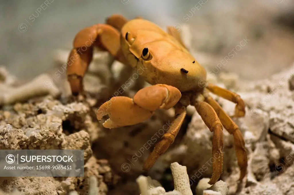 Clipperton Crab