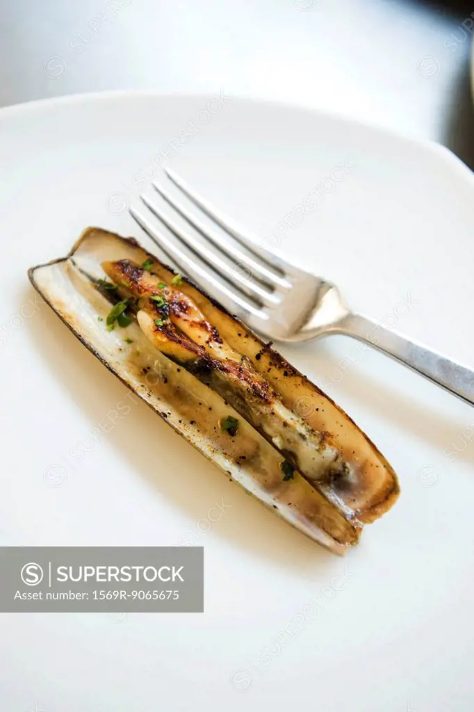 Solitary steamed razor clam on plate with fork
