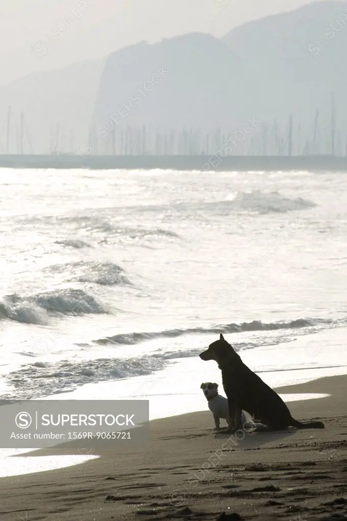 Two dogs sitting on beach