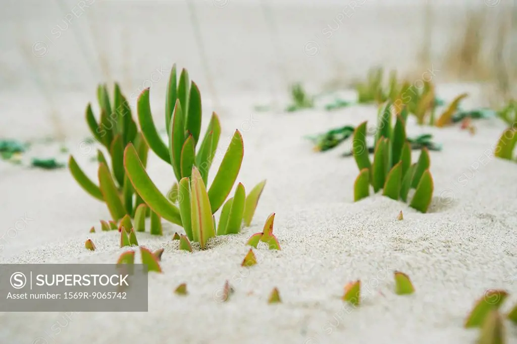 Succulent plants growing in sand