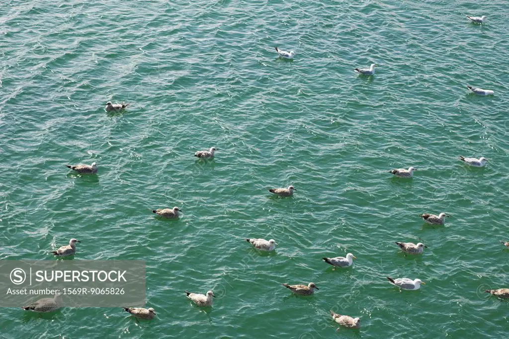 Flock of gulls resting in sea, high angle view