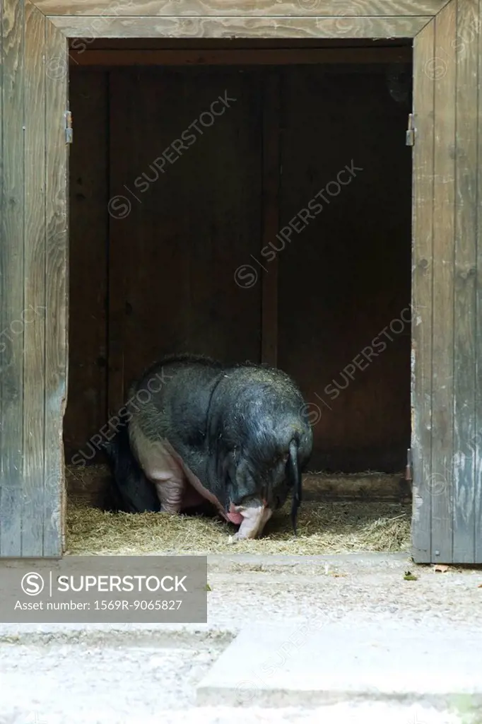 Large pig eating hay in barn, rear view