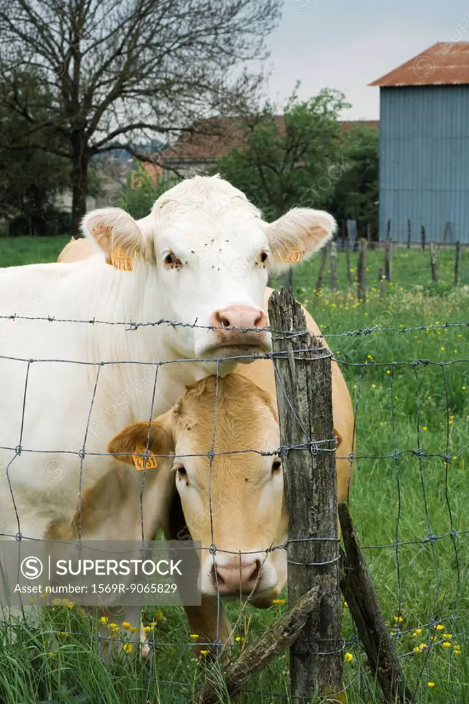 Cows standing beside wire fence, looking at camera