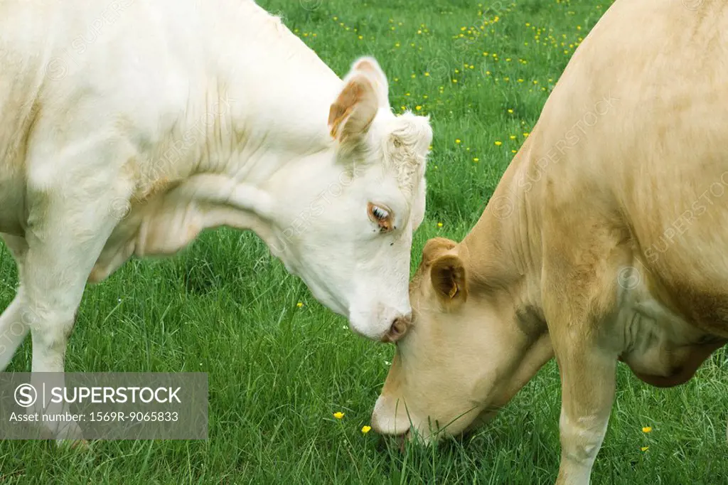Two cows grazing in pasture, one nuzzling the other