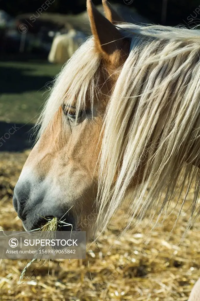 Horse eating hay, close_up