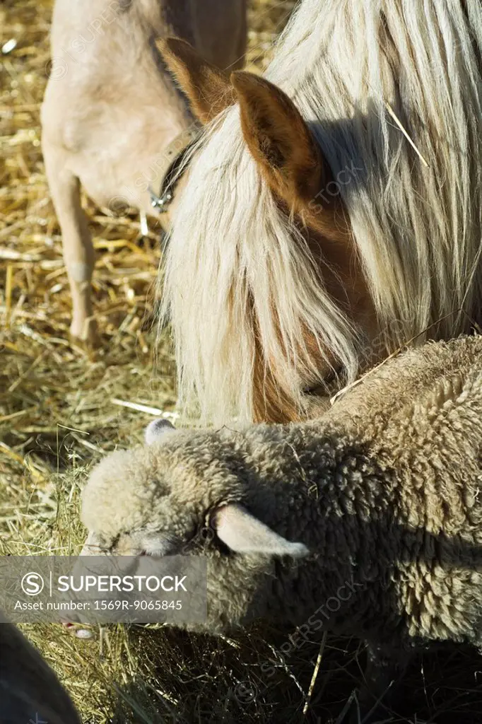 Farm animals eating hay, close_up