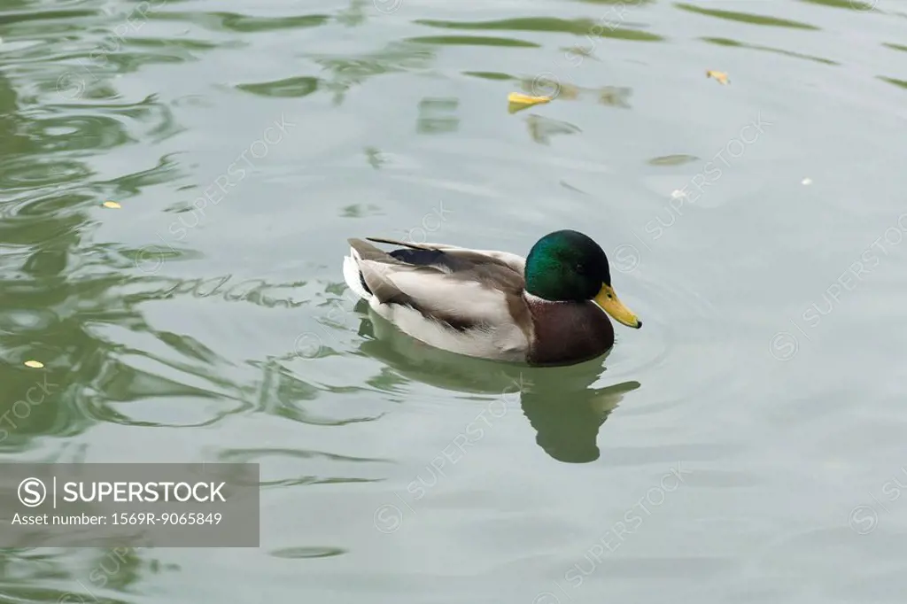 Male mallard duck in pond