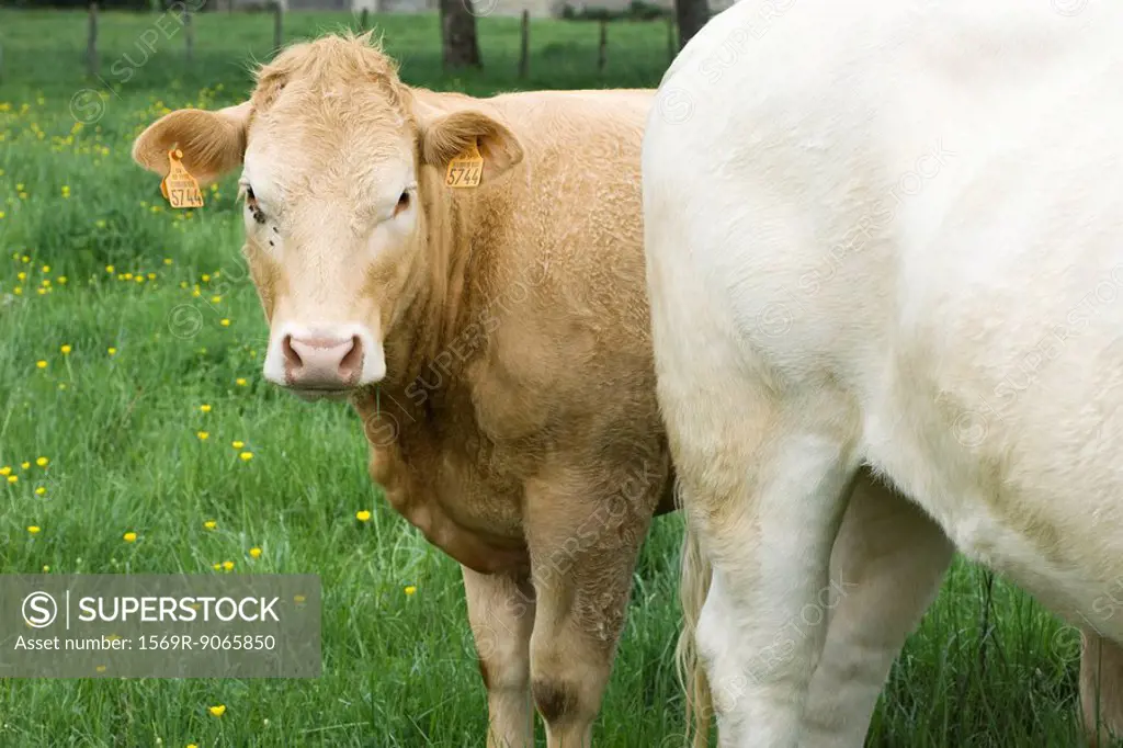Brown cow in pasture with white cow, looking at camera