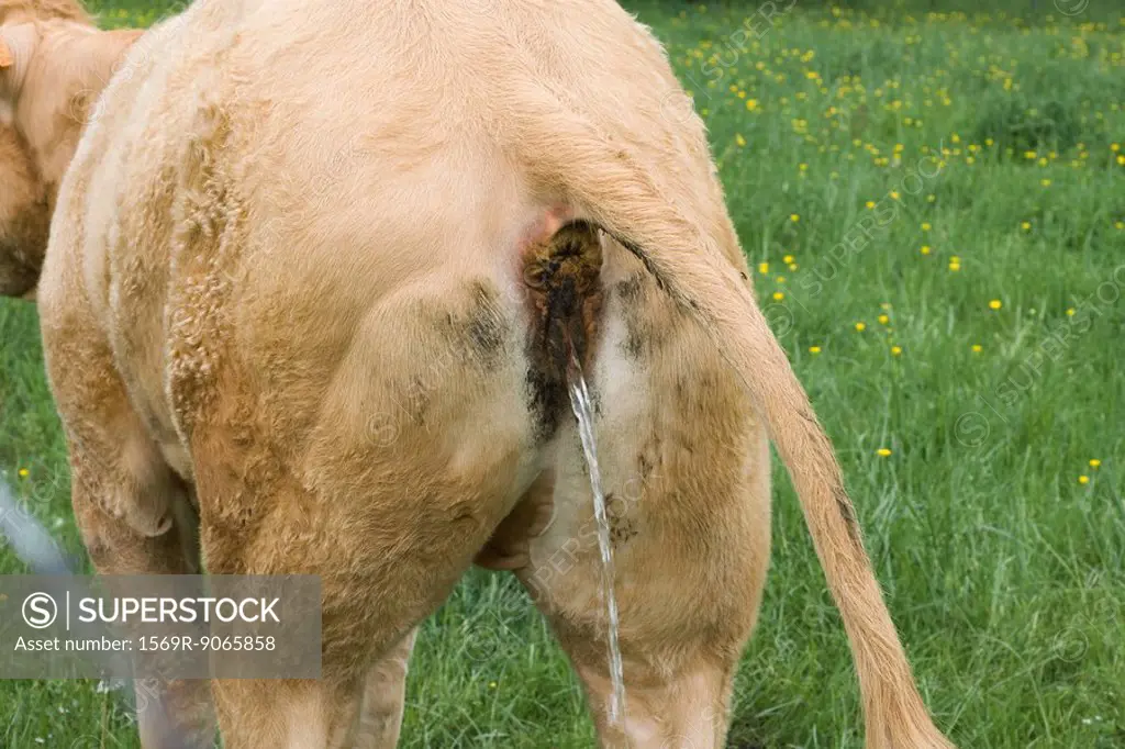 Cow urinating, rear view