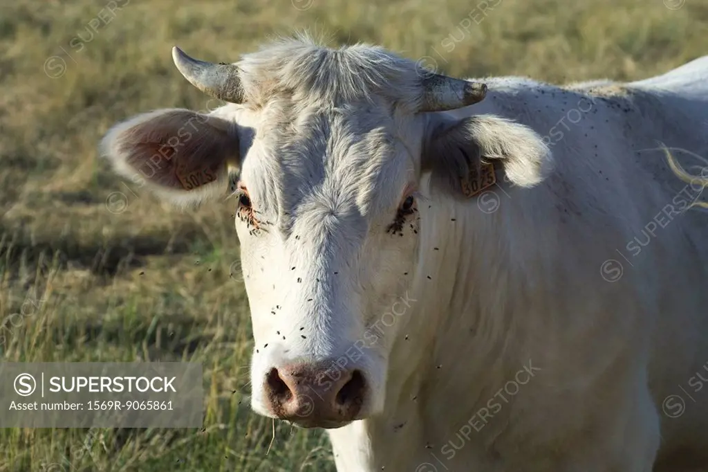 White cow in pasture, close_up
