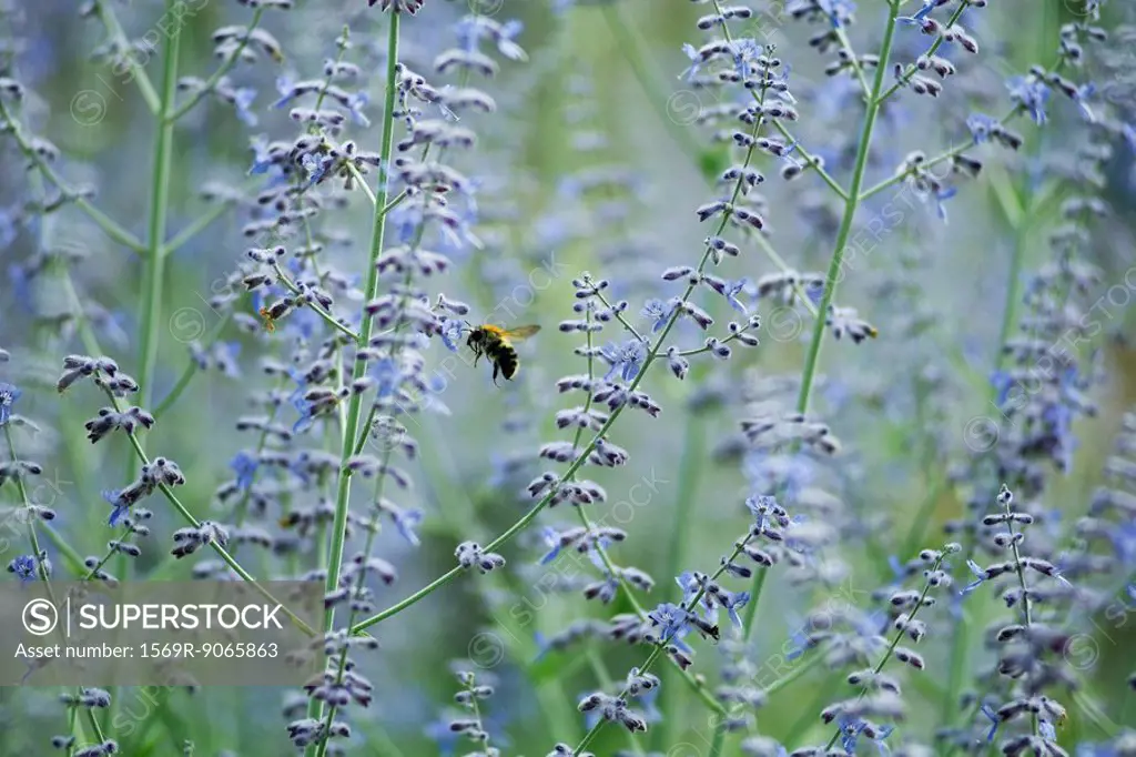Bee in field of lavender