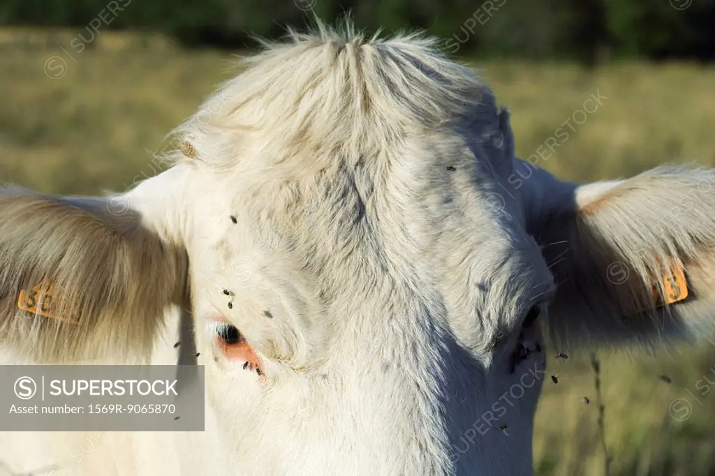 White cow with flies buzzing around its face, close_up