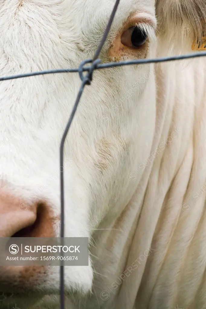 White cow behind barbed wire, extreme close_up
